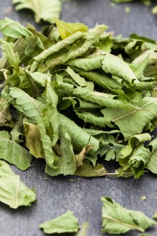Verveine 2
