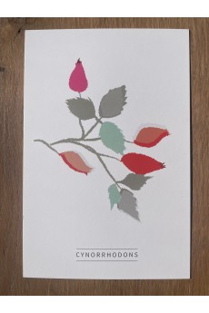 Carte postale Cynorrhodons