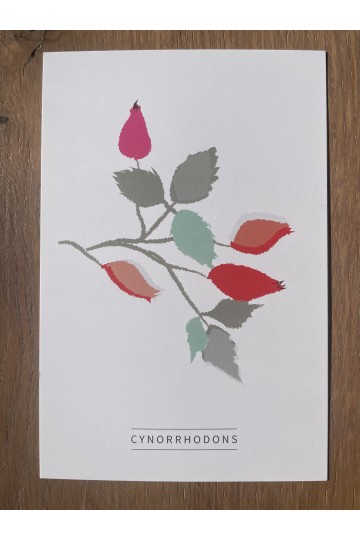 Carte postale Cynorrhodons