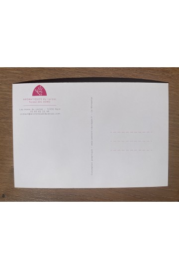 Carte postale Cynorrhodons