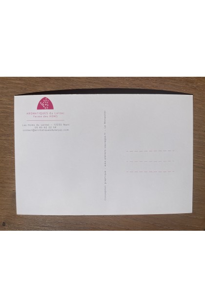 Carte postale Cynorrhodons